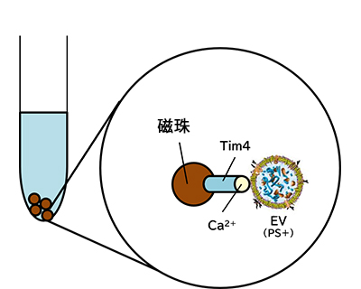 MagCapture™ EV Isolation Kit PS for HTS                              适用于自动提取设备的高通量细胞外囊泡/外泌体分离纯化试剂盒