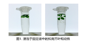 ClearSee™                              植物科学新技术 植物透明化试剂