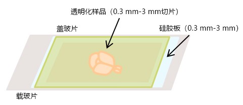 透明室                              用于组织透明化样品的成像室