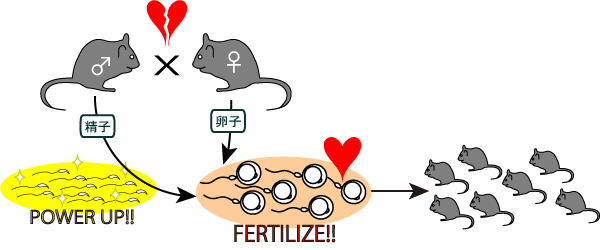 小鼠精子冻存液和体外受精培养基                              FERTIUP ®  &CARD MEDIUM ®