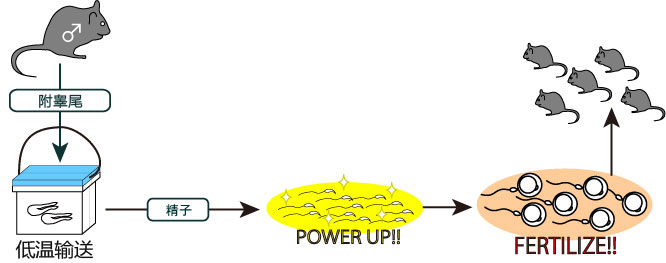 小鼠精子冻存液和体外受精培养基                              FERTIUP ®  &CARD MEDIUM ®