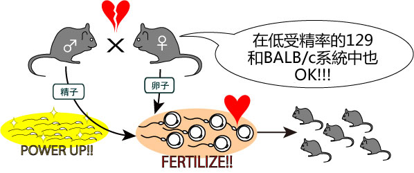 小鼠精子冻存液和体外受精培养基                              FERTIUP ®  &CARD MEDIUM ®