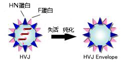 GenomONE ® 仙台病毒包膜细胞融合试剂                               GenomONE ® - CF  EX SeV-E (HVJ-E) Cell Fusion Reagents