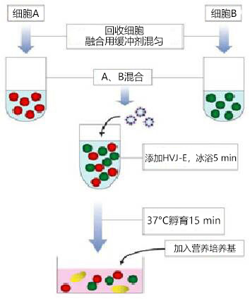 GenomONE ® 仙台病毒包膜细胞融合试剂                               GenomONE ® - CF  EX SeV-E (HVJ-E) Cell Fusion Reagents