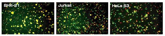 GenomONE ® 仙台病毒包膜细胞融合试剂                               GenomONE ® - CF  EX SeV-E (HVJ-E) Cell Fusion Reagents