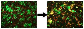 GenomONE ® 仙台病毒包膜细胞融合试剂                               GenomONE ® - CF  EX SeV-E (HVJ-E) Cell Fusion Reagents