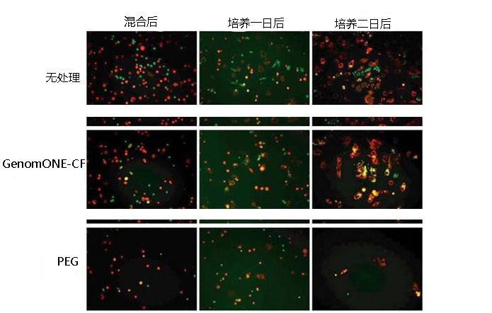 GenomONE ® 仙台病毒包膜细胞融合试剂                               GenomONE ® - CF  EX SeV-E (HVJ-E) Cell Fusion Reagents