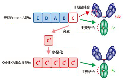 KANEKA KanCapA™ 抗体纯化预装柱                              KANEKA KanCapA™ Prepacked Column