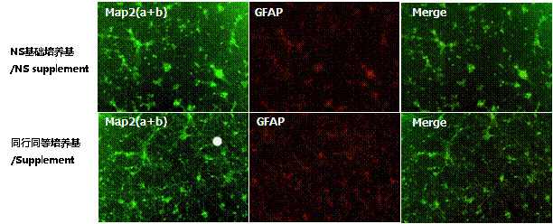 NS 神经细胞基础培养基                              NS Supplement