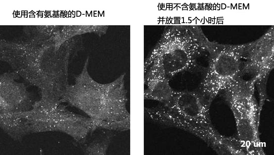 D-MEM（高葡萄糖）（含有丙酮酸钠，不含氨基酸）