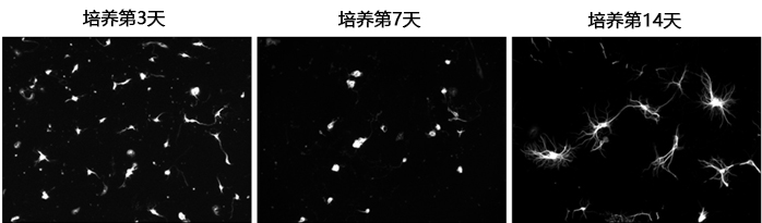 2915565167168008.jpg 神经细胞用培养基