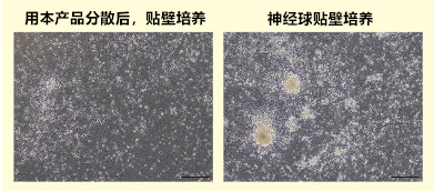 Wako 神经细胞用分散液