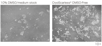 CryoScarless ® DMSO-Free                              高存活率细胞冻存液