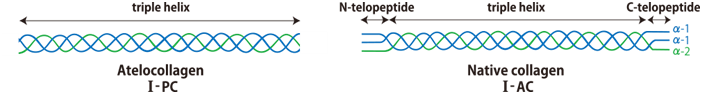 胶原蛋白酸性溶液 I-PC、I-AC                              Atelocollagen/Native Collagen Acidic Solutions