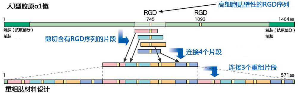 cellnest人Ⅰ型重组胶原蛋白肽                              cellnest, recombinant peptide based on human collagen type