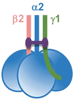 iMatrix-221                              用于纯化和维持心肌细胞的细胞外基质