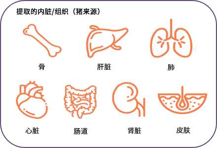 Xylyx NativeCoat™ ECM（2D）                              培养材料的涂层及培养基添加剂