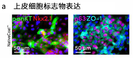 Xylyx NativeCoat™ ECM（2D）                              培养材料的涂层及培养基添加剂