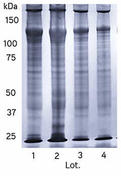 Xylyx TissueSpec™ ECM水凝胶（3D）                              近似体内环境的细胞培养模型