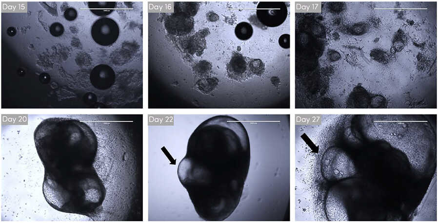 Xylyx TissueSpec™ ECM水凝胶（3D）                              近似体内环境的细胞培养模型