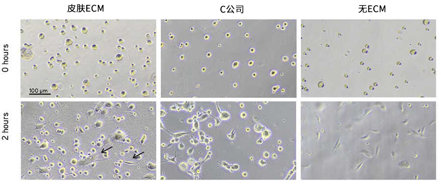 Xylyx TissueSpec™ ECM水凝胶（3D）                              近似体内环境的细胞培养模型