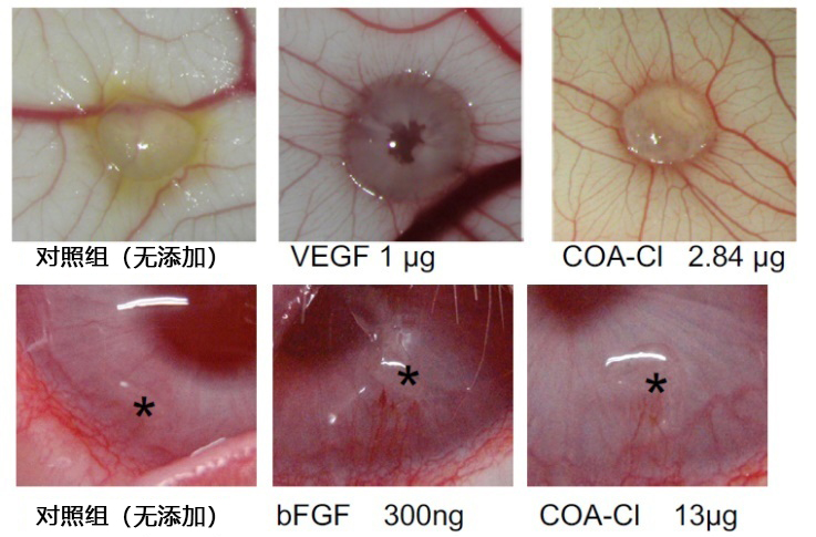 COA-Cl【2-Cl-C.OXT-A】                              类VEGF/NGF活性小分子化合物