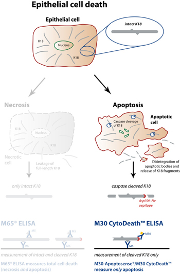 细胞凋亡 M30 CytoDeath™ ELISA试剂盒                              M30 CytoDeath™ ELISA