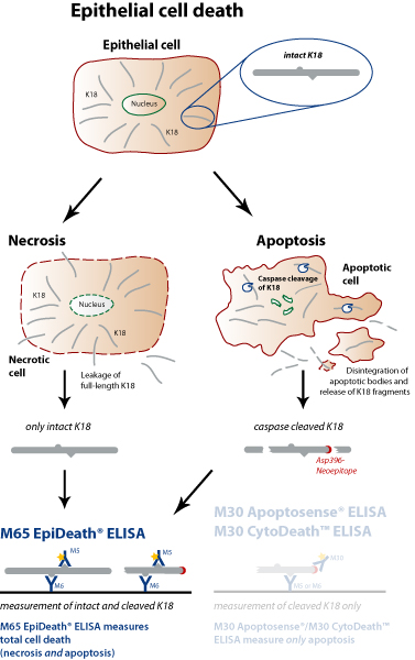 细胞死亡 M65 EpiDeath® ELISA 试剂盒                              M65 EpiDeath® ELISA