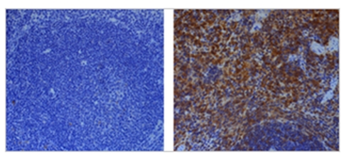 anti-Caspase-1 (p10) (mouse), mAb (Casper-2)   抗小鼠Caspase-1 (p10) 单抗(Casper-2)