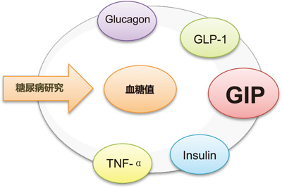 活性肠促胰岛素GIP 特异性检测试剂盒                              Mouse GIP(Active) ELISA Kit Wako