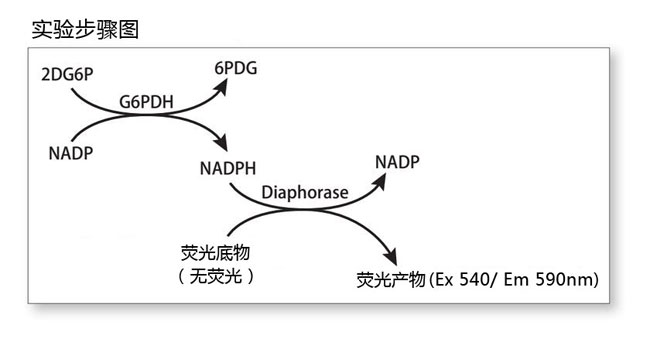 细胞葡萄糖摄取检测试剂盒                              Glucose Cellular Uptake Measurement Kit