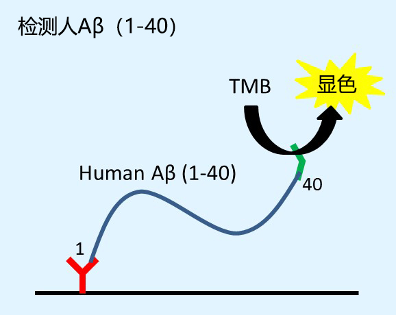 β-Amyloid ELISA 试剂盒                              β-Amyloid ELISA kit