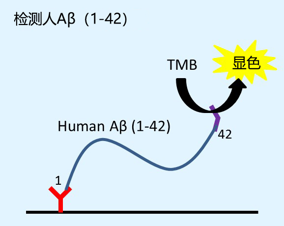 β-Amyloid ELISA 试剂盒                              β-Amyloid ELISA kit