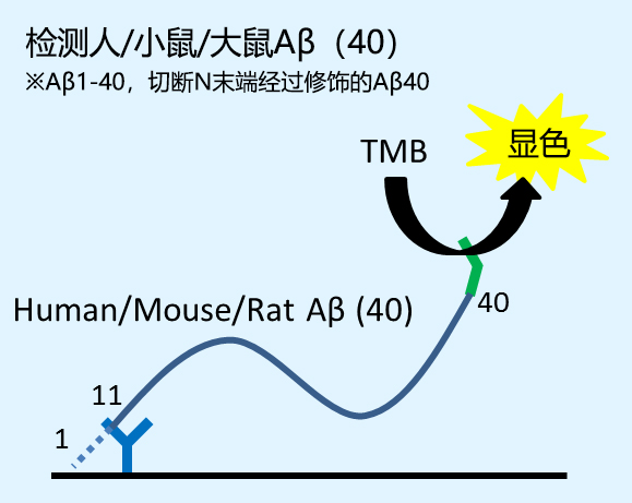 β-Amyloid ELISA 试剂盒                              β-Amyloid ELISA kit