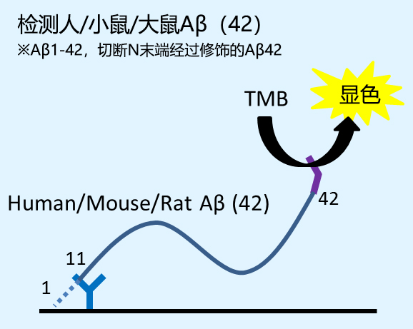 β-Amyloid ELISA 试剂盒                              β-Amyloid ELISA kit