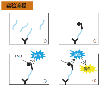 β-Amyloid ELISA 试剂盒                              β-Amyloid ELISA kit