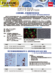 β-Amyloid ELISA 试剂盒                              β-Amyloid ELISA kit