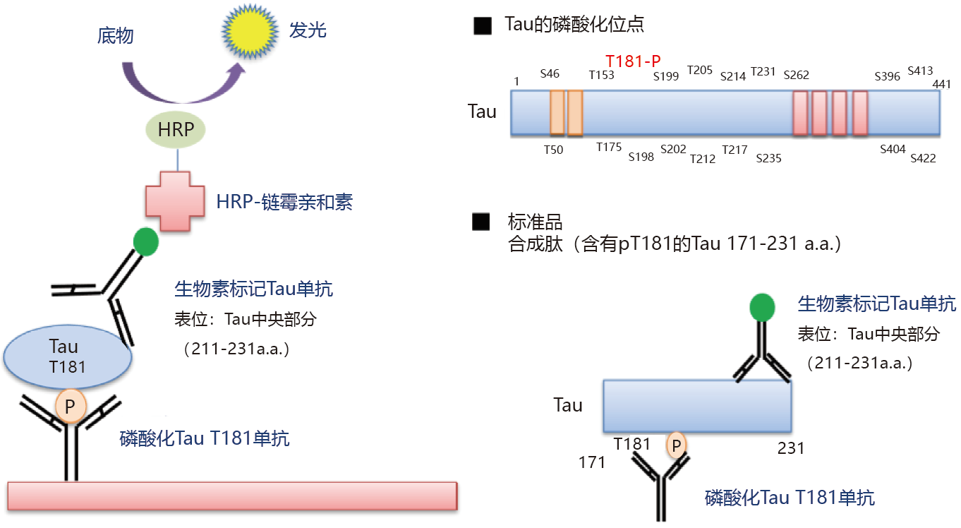 磷酸化Tau T181 ELISA试剂盒 Wako                              阿尔茨海默病研究用