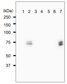 抗CRMP2，单克隆抗体（9F）                              Anti CRMP2, Monoclonal Antibody (9F)