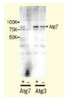 抗人Atg7，兔                              Anti Human Atg7, Rabbit