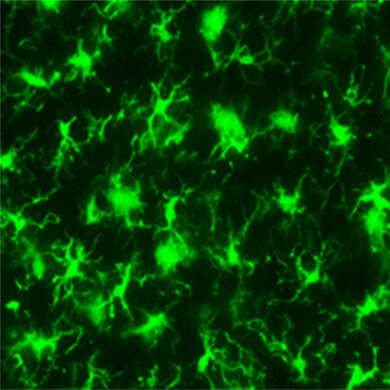 Iba1抗体，兔源（免疫组化用）                              Anti Iba1, Rabbit (for Immunocytochemistry)