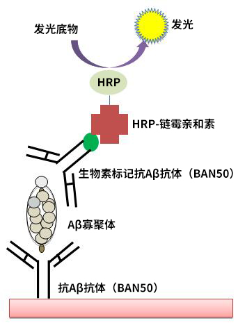 高分子β-淀粉样蛋白寡聚体ELISA试剂盒Wako Ver.2                              High Molecular Amyloid β Oligomer ELISA Kit Wako Ver.2