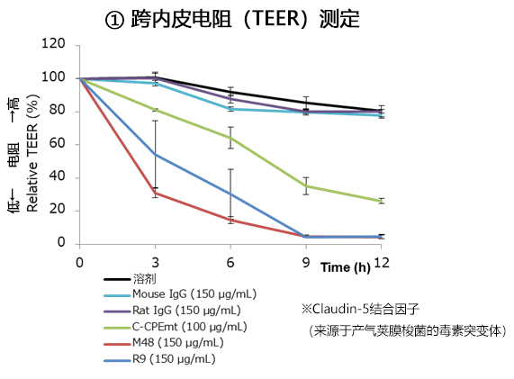 抗Claudin-5单克隆抗体                              Anti Claudin-5, Monoclonal Antibody