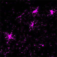 抗Iba1, 重组兔源单克隆抗体（6A4）                              Anti Iba1, Rabbit Monoclonal Antibody (6A4), recombinant