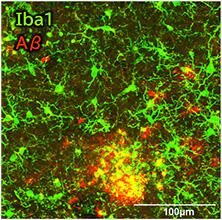 抗Iba1, 重组兔源单克隆抗体（6A4）                              Anti Iba1, Rabbit Monoclonal Antibody (6A4), recombinant