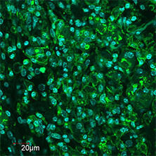 抗Iba1, 重组兔源单克隆抗体（6A4）                              Anti Iba1, Rabbit Monoclonal Antibody (6A4), recombinant