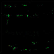 抗Iba1, 重组兔源单克隆抗体（6A4）                              Anti Iba1, Rabbit Monoclonal Antibody (6A4), recombinant