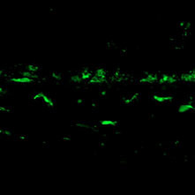 抗Iba1, 重组兔源单克隆抗体（6A4）                              Anti Iba1, Rabbit Monoclonal Antibody (6A4), recombinant