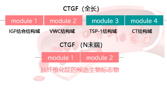 CTGF ELISA 试剂盒