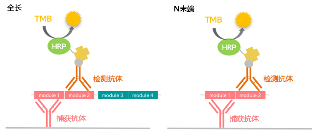 CTGF ELISA 试剂盒